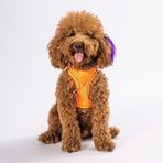 Pawstar Neon Turuncu Air-mesh Göğüs Tasması Kedi Köpek Göğüs Tasması Neon Turuncu S