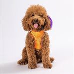 Pawstar Neon Turuncu Air-mesh Göğüs Tasması Kedi Köpek Göğüs Tasması Neon Turuncu XL