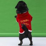 Pawstar New Year Slogan Küçük ve Orta Irk Köpek Kapşonlu Sweati Köpek Kıyafeti - XL