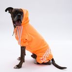 Pawstar Turuncu Tuta Orta-Büyük Irk Köpek Tulumu (4XL)