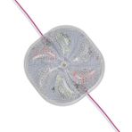 Pazarcan 12 Volt 3 Watt Karışık (R+G+B) Yanıp Sönen 6565-2835 Modül LED