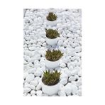 PearlHaus Beyaz Dolomit Taşı 10 kg 2-4 cm Bahçe Taşı Dekoratif Taş Dere Taşı Dolomite Doğal Taş Beyaz Süs Taşları