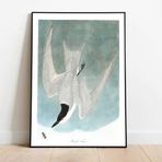 Pegziz pgzzNM1725 Kuş Türleri Sanatsal Duvar Dekorasyon Poster 60x90cm.