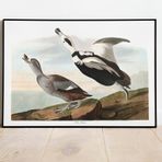 Pegziz pgzzNM1772 Kuş Türleri Sanatsal Duvar Dekorasyon Poster 60x90cm.