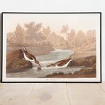 Pegziz pgzzNM1856 Kuş Türleri Sanatsal Duvar Dekorasyon Poster 60x90cm.