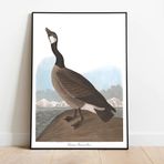 Pegziz pgzzNM1863 Kuş Türleri Sanatsal Duvar Dekorasyon Poster 60x90cm.