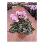 Pembe Acem Sıklameni Hediyelik Salon Ofis Bitkisi, SRD1322025BYB183