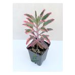 Pembe Aşkın Gözyaşı Çiçeği 10-15cm Kalanchoe Daigremontiana