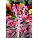 Pembe Aşkın Gözyaşı Çıcegi 5.5 Cm Saksıda 5-15Cm Degişen Boyutta