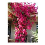 Pembe Begonvil Çiçeği 30 60 Cm 1 Adet Tüplü Çiçekli Iç/ Dış Mekan Bitkisi Bougainvillea
