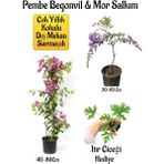 Pembe Begonvil Çiçeği+Mor Salkım Ağacı Fidanı Itır Çiçeği Hediyeli Bahçe Peyzaj Seti