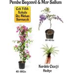 Pembe Begonvil Çiçeği+Mor Salkım Ağacı Fidanı Kurdele Çiçeği Hediyeli Bahçe Peyzaj Seti