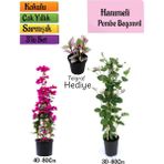 Pembe Begonvil+Kokulu Hanımeli Çiçeği+Telgraf Çiçeği Hediyeli 3'lü Peyzaj Seti