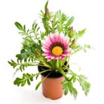 Pembe-Beyaz Renk Gazanya Çiçeği 1 Adet Saksılı/Tüplü(15-25 cm) Çiçekli Balon Bitkisi