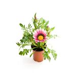 Pembe-Beyaz Renk Gazanya Çiçeği 1 Adet Saksılı/Tüplü(15-25Cm) Çiçekli Balon Bitkisi, BTS10NA04