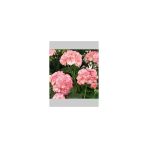 Pembe Beyaz Sakız Sardunya Çiçeği Fidanı 10-20 Cm