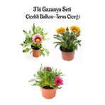 Pembe Beyaz-Sarı-Pembe Renk Gazanya Çiçeği 3 Adet Saksılı 10-20Cm Balkon Çiçeği
