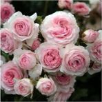 Pembe Beyaz Sarmaşık Gül Fidanı 5 Adet 15-25 Cm
