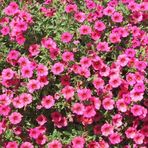 Pembe Bodur Petunya Çiçeği Tohumu (300 tohum)