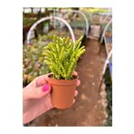 Pembe Çiçek Evi Prenses Çamı Sukulent - Crassula Muscosa 5,5cm