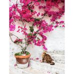 Pembe Çiçekli Begonvil 60 100 Cm 1 Adet Saksılı Iç/ Dış Mekan Bitkisi Bougainvillea