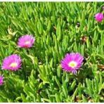 Pembe Çiçekli Kazayağı Çiçeği Fidanı Carpobrotus Acinaciformis