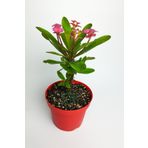Pembe dikenler tacı büyük boy Euphorbia Mili nadir bulunan spiral dikenli 12 cm kırmızı saksıda