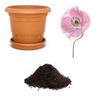 Pembe Gelincik Çiçeği Tohumu Ekim Seti