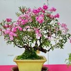 Pembe Gül Bonzai ağacı Tohumu 5 Tohum + Süpriz Hediye Tohum