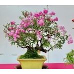 Pembe Gül Bonzai Ağacı Tohumu Ekim Seti 5 Tohum +Saksı+Toprak