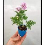 Pembe Gül Damlası Itır Çiçeği Fidanı 10-20 Cm