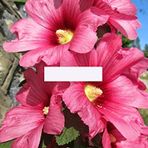 PEMBE HATMI ÇİÇEĞİ TOHUMU