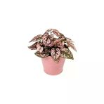 Pembe Hostes Çiçeği Fidanı 10-20 Cm