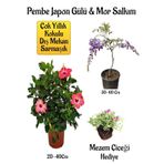 Pembe Japon Gülü Çiçeği+Mor Salkım Ağacı Fidanı Mezem Çiçeği Hediyeli Bahçe Peyzaj Seti