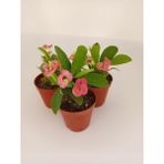 Pembe Japon Iğnesi Dikenler Tacı Euphorbia Milii Fidanı 10-20 cm