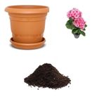 Pembe Kadeh Çiçeği Tohumu Ekim Seti