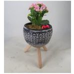 Pembe Kalanşo Kalanchoe & Siyah Bers Ayaklı Beton Saksıda Hediyelik Canlı Çiçek BALFLOWERDESİGN-2014