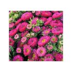 Pembe Kasımpatı Çiçeği Tohumu - 5 Tohum