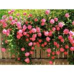 Pembe Kokulu Sarmaşık Gül Fidanı yediveren - Tüplü \ 100 Cm