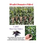 Pembe Köy Domates Fidesi Yerli Tohum 10 Adet, Mor Cin Biber Fidesi 1 Adet, SRD12022025BYB334
