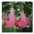 Pembe Melek Borazanı 100Cm-120Cm