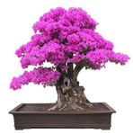 Pembe Mersin Bonzai Ağacı Tohumu 5 Tohum Bonsai Ağacı Tohumu