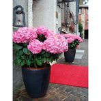 Pembe Ortanca 30 50 Cm 1 Adet Tüplü Çiçekli Bahçe Balkon Bitkisi Hydrangea Macrophylla