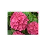 Pembe Ortanca Çiçeği Fidanı 10-20 Cm