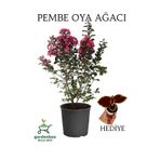 Pembe Oya Ağacı 1 Adet Dış Mekan Saksılı 30-60Cm +Yaprak Güzeli, GRB080624NA91