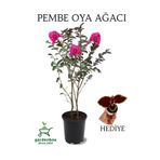 Pembe Oya Ağacı 1 Adet Dış Mekan Saksılı 30-60Cm +Yaprak Güzeli, GRB080624NA92