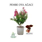 Pembe Oya Ağacı 1 Adet Dış Mekan Saksılı 30-60Cm +Yaprak Güzeli, GRB080624NA93