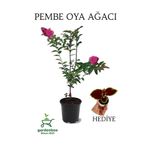 Pembe Oya Ağacı 1 Adet Dış Mekan Saksılı 30-60Cm +Yaprak Güzeli, GRB080624NA94