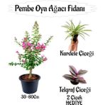 Pembe Oya Ağacı Fidanı 1 Adet Saksılı+Telgraf Çiçeği-Kurdele Çiçeği Hediyeli
