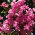 Pembe Oya Ağacı Fıdanı 80 cm Saksılı
